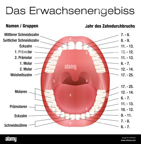 mouthing deutsch|mouthing in German .